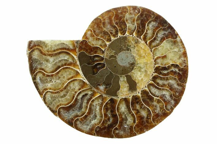 Cut & Polished Ammonite Fossil (Half) - Madagascar #354141